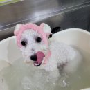 개꿀이발소 이미지