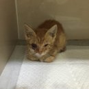 염리초교 이미지