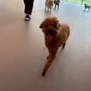 놀러오개 애견유치원 애견호텔 청라신도시점 이미지