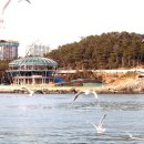 부산갈매기 이미지