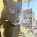 단짝멍몽 이미지