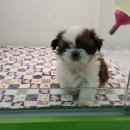 스누피 펫 유성점 이미지