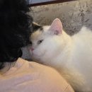 뱃살야옹 이미지