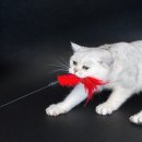 한걸음 동물병원 이미지