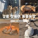 유일한농장 | 강릉 쌍둥이 동물농장 후기｜강릉 가볼만한곳 가족 나들이 추천