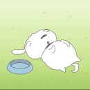 봄가을 애견미용 | 리오의 다이어트일지(1) - 강아지 여름 쿨쪼끼 추천 / 후르타 쿨링랩