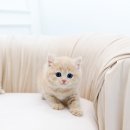 분당고양이분양 고사남 이미지