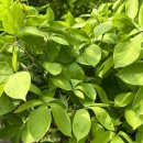 경희한방약국 이미지