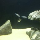 생활한지 이미지