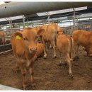 횡성한우목장 이미지