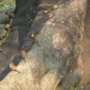 와흘본향당 이미지