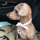 모리펫샵 이미지