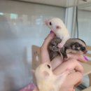 달콤하니냥 이미지