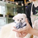 미니펫 강아지분양 고양이분양 수원점 이미지