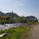안산동(시경계) Daum카페