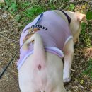 꽃보다 Dog 이미지