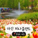 이화적벽돌금산 | 피나클랜드 튤립축제 2026 충청도 튤립명소
