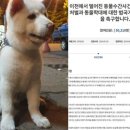 “배변 못하고 침 흘리는 강아지” 이천 수간 국민청원 근황 이미지