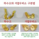 갱년기 여성을 위해 태어났다 - 마가목과 하수오의 절묘한 조화 - 설악 회춘차