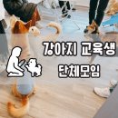 써클켄넬 | 기적같았던 강아지 훈련 교육생 단체모임 후기