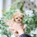 키즈멍 안양본점 이미지