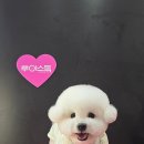 시루 반려견 미용 네이버블로그