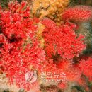 산호자원 이미지