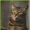 온 동물의료센터 이미지