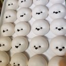 비숑이즈 이미지