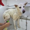 멍뭉워시 이미지