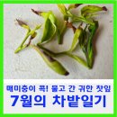 신흥전지 | 7월의 차밭 일기 매미충이 콕! 물고 간 귀한 찻잎