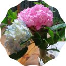 너참예쁘다 이미지