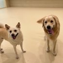 슈퍼해피독 이미지