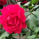 청천자동차공업사 이미지