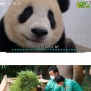 판다(PANDA)통신 이미지