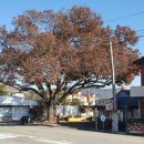 대신약업사 이미지