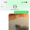 독구(DOGGOO)