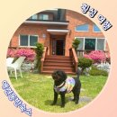 헬로우댕댕 이미지