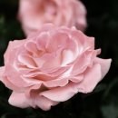 호흡과명상 이미지