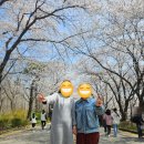 오산리최자실기념금식기도원 | 파주 벚꽃명소 "오산리최자실기념금식기도원"에 다녀오다.(+주차, 실시간 개화현황, 동선, 소요시간)