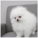 버디독 강아지분양 안심분양센터 김포점 이미지