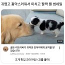 귀엽고 흉악스러운 썸네일 이미지