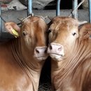 동물농장 이미지