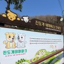 진도개테마파크 | 진도 애견동반 여행 가볼 만한 곳 추천! 진도개테마파크 방문 후기