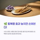 토복령 효능 부작용 영양성분 끓이는 법 궁합 음식 먹는법 총정리