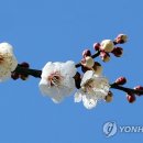 봄이 왔나 봄 이미지