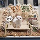 왈왈식당 | [왈왈랜드] 부산 시청 애견카페 100평대 평일 저녁 방문 후기