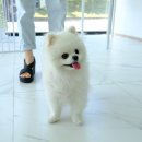 도브리댕 이미지