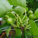 배가농원 이미지