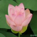 올드팝스 이미지